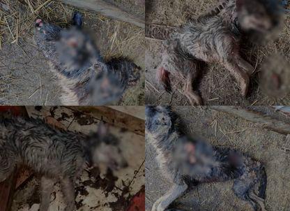 „Direcția Morții” de la Codlea: Mii de câini eutanasiați pe bani publici sub comanda unui veterinar sancționat pentru cruzime