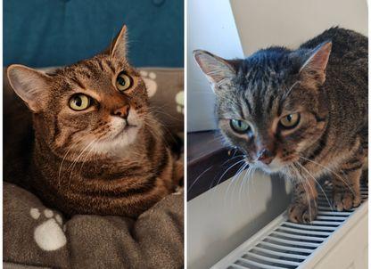 Cățelușa Fanta a rămas fără 22 de dinți, motanul Tomi n-a scăpat. O stomatoloagă fără drept de practică veterinară, acuzată că a mutilat animale de companie la Cluj